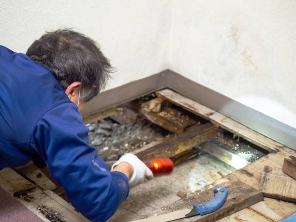 Home Mold Removal in Akron, IN