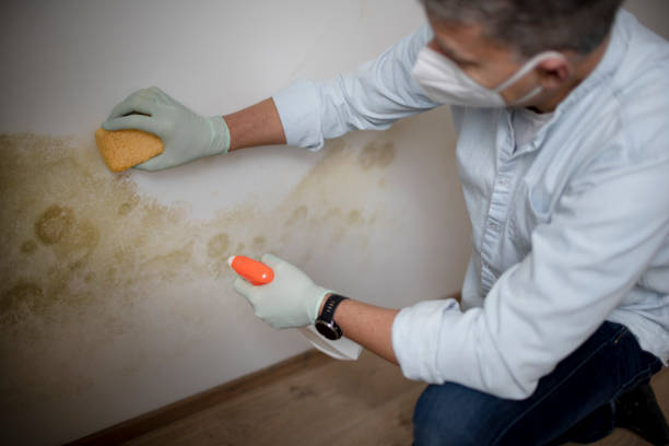 Best Fast Mold Removal  in Akron, IN