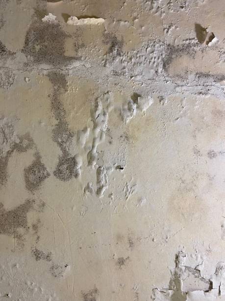 Best Mold Testing and Removal  in Akron, IN
